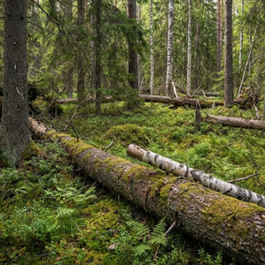 Naturreservat Kryddgrovan