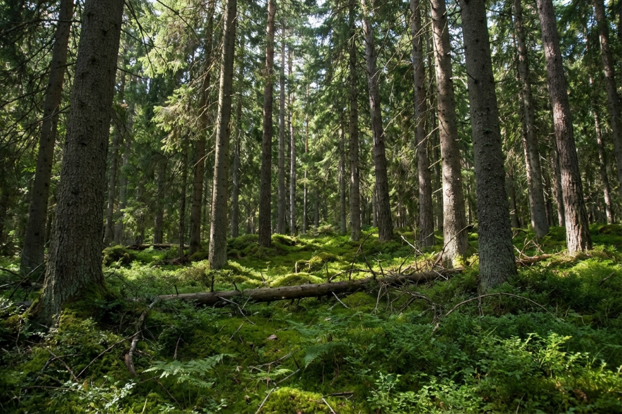 Lillträsket