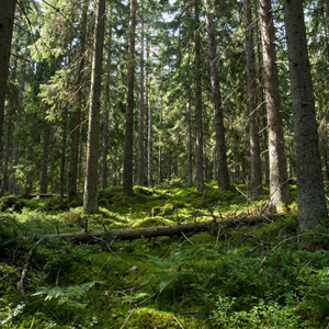 Lillträsket