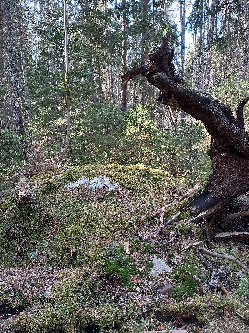 Tyresta nationalpark