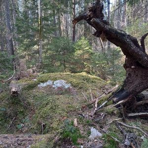 Tyresta nationalpark