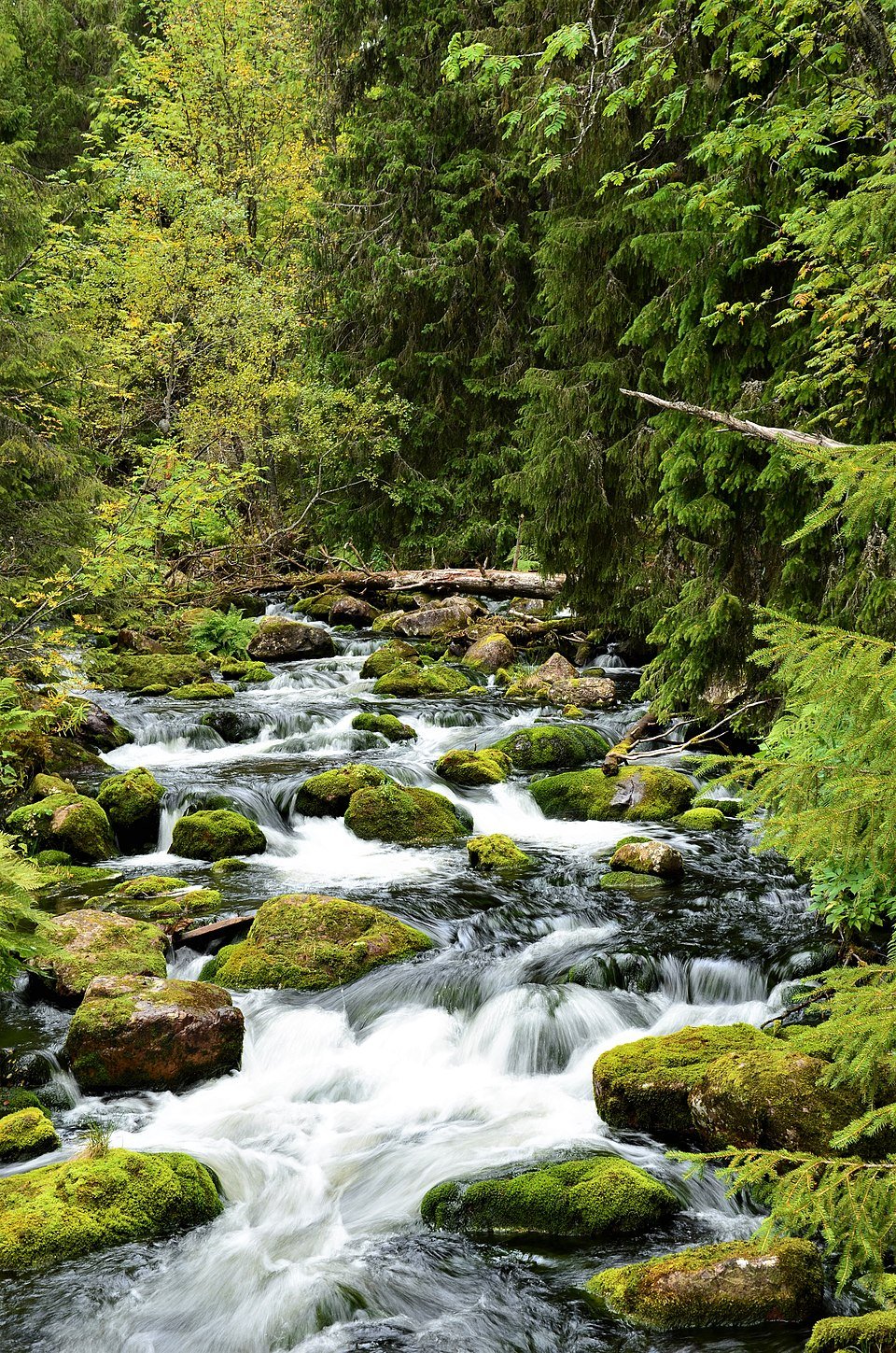 Fulufjällets nationalpark